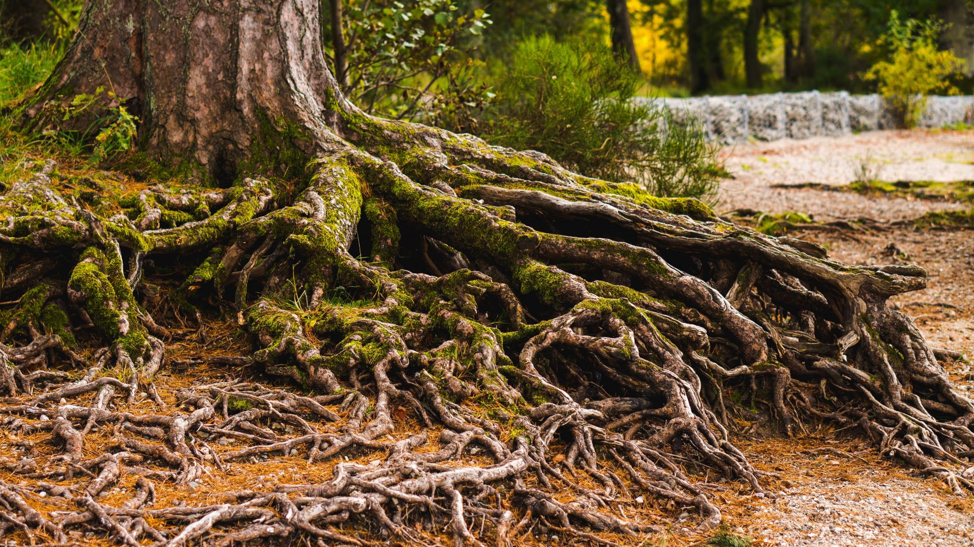 complex systems in nature (tree)